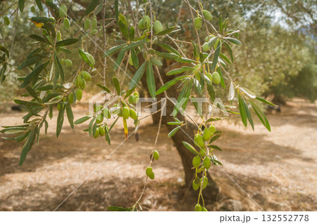 Branch of olive tree with small green olives in rays of Greek sun. 132552778