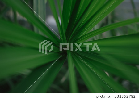 Abstract natural background: top view of radial green papyrus leaves Abstract natural background: top view of radial green papyrus leaves 132552782