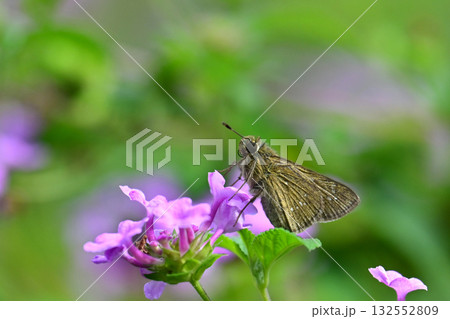 セセリチョウ(small branded swift) 132552809