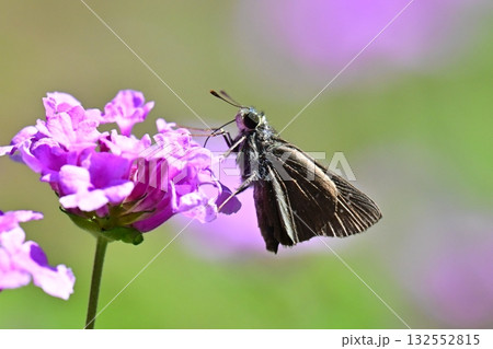 セセリチョウ(small branded swift) 132552815
