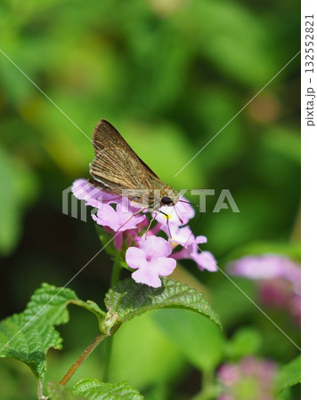 セセリチョウ(small branded swift) 132552821