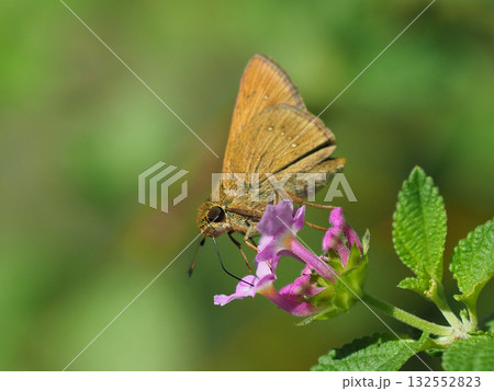 セセリチョウ(small branded swift) 132552823