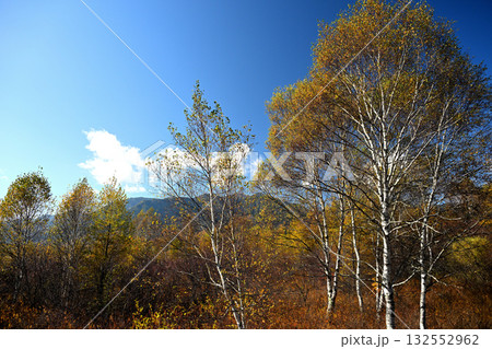 紅葉した白樺林と青空 132552962