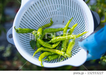 野菜の収穫をする女性 野菜の収穫をする女性 132553227