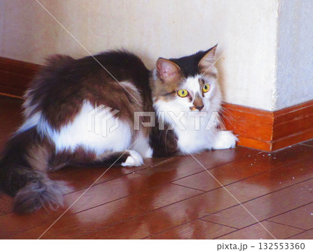 縞三毛猫のかわいらしい姿 縞三毛猫のかわいらしい姿 132553360