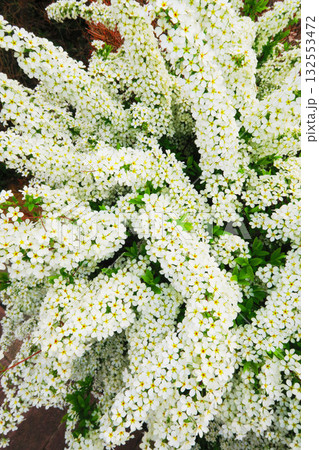 満開のユキヤナギの可憐な花の風景 満開のユキヤナギの可憐な花の風景 132553472