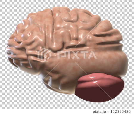 脳 132553480