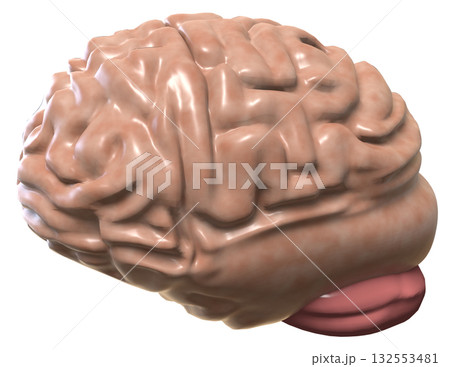 脳 132553481