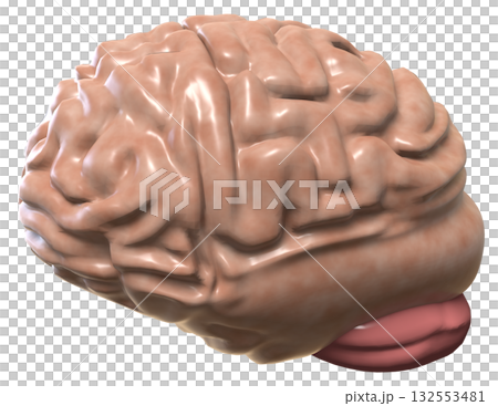 脳 132553481