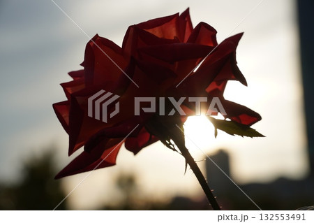 夕日と赤い薔薇 132553491