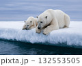 流氷にいる北極熊の親子 132553505