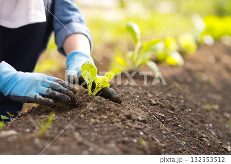 畑に野菜の苗を植える若い女性 畑に野菜の苗を植える若い女性 132553512