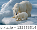 流氷にいる北極熊の親子 132553514