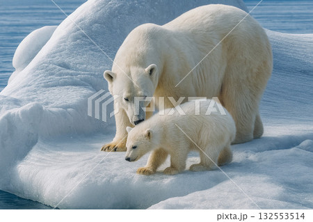 流氷にいる北極熊の親子 流氷にいる北極熊の親子 132553514