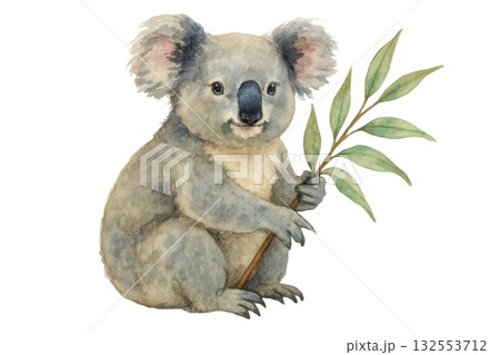 Watercolor koala holding eucalyptus branch on white background 132553712