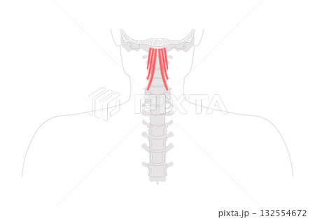 Longus capitis - anterior neck muscle shown in anatomy illustration, acts as weak flexor and lateral rotator 132554672