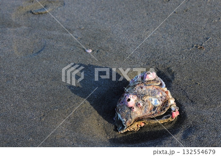 魚の顔に見える貝殻 魚の顔に見える貝殻 132554679