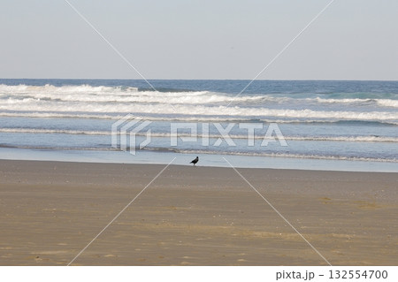 波打ち際で佇むカラス 132554700