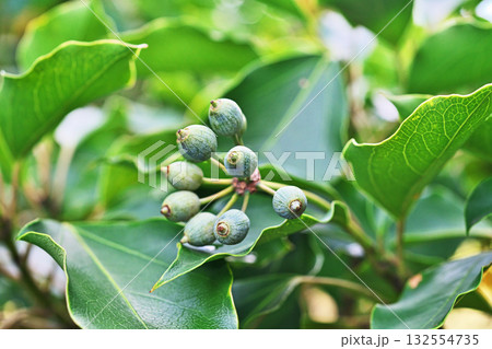 緑色のカクレミノの実（秋、十月） 132554735