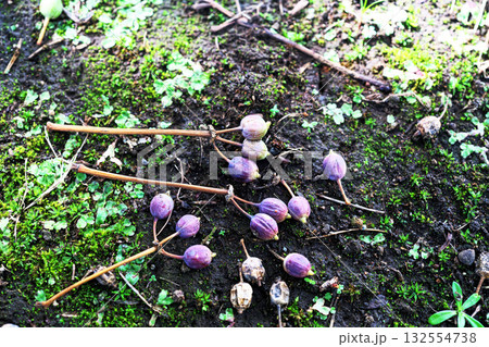 地面に落下したカクレミノの実（秋、十月） 132554738