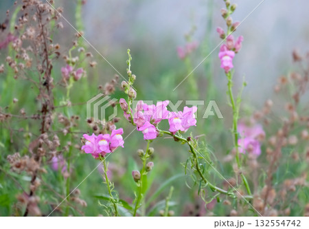 Dragon flowers, snapdragons or dog flower (lat. Antirrhinum) 132554742