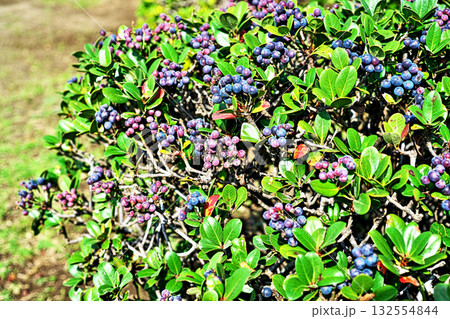 沢山の実をつけたシャリンバイの木（秋、十月） 132554844