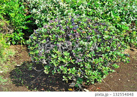 沢山の実をつけたシャリンバイの木(秋、十月) 沢山の実をつけたシャリンバイの木(秋、十月) 132554848