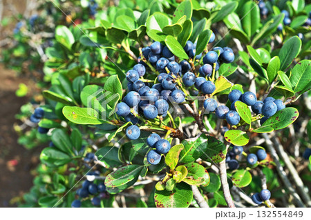 沢山の実をつけたシャリンバイの木(秋、十月) 沢山の実をつけたシャリンバイの木(秋、十月) 132554849