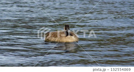 Duck Floating on Blue Water in Natural Lake 132554869