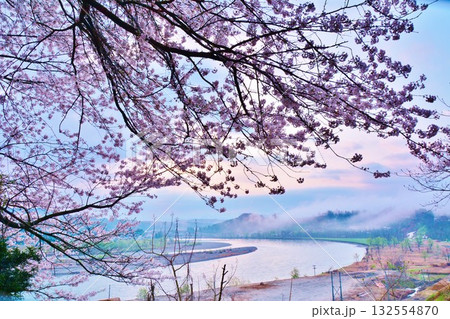 信濃川川岸に咲く桜風景 132554870