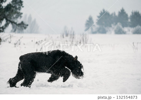Funny Young Black Giant Schnauzer Or Riesenschnauzer Dog Walking Outdoor In Snow Snowdrift At Winter Snowy Day. Playful Pet Outdoors 132554873