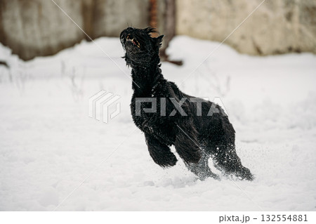 Funny Young Black Giant Schnauzer Or Riesenschnauzer Dog Fast Running Outdoor In Snow, Winter Season 132554881