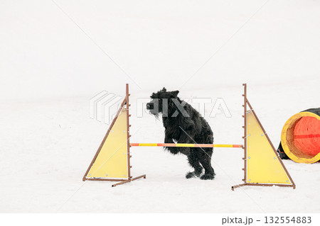 Funny Young Black Giant Schnauzer Or Riesenschnauzer Dog Training Outside At Winter Season. Dog Jumping Through barrier In Snow During Agility Dog Training At Winter Season. 132554883