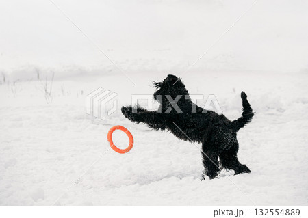 Black Giant Schnauzer Or Riesenschnauzer Dog Playing With Ring Outdoor In Snow, Winter Season. Playful Pet Outdoors. 132554889