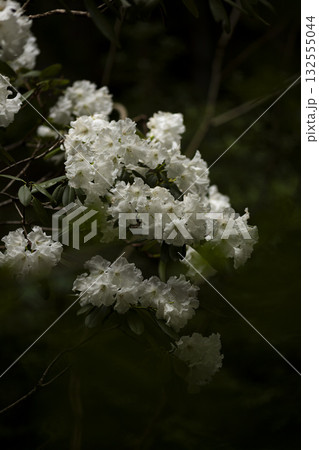 白いシャクナゲの花 132555044