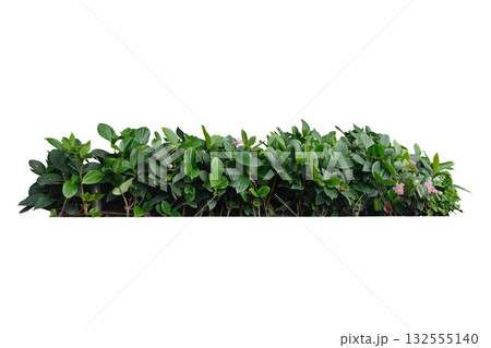 Medinilla magnifica is is a beautiful flowering plant Medinilla magnifica is is a beautiful flowering plant 132555140