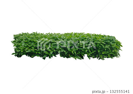 green bush 132555141