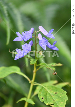 サンインヒキオコシ Rabdosia shikokiana var. occidentalis サンインヒキオコシ Rabdosia shikokiana var. occidentalis 132555165