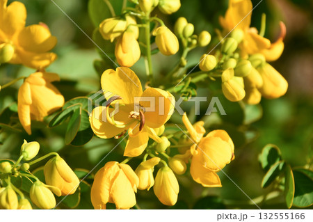 モクセンナ(センナ) Scrambled Egg Tree モクセンナ(センナ) Scrambled Egg Tree 132555166