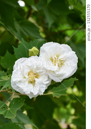スイフヨウ(酔芙蓉) Confederate rose スイフヨウ(酔芙蓉) Confederate rose 132555170