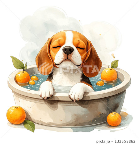 ゆず湯に入ってリラックスするビーグル犬の水彩イラスト（冬至・日本の風習）3／チラシやポスター用素材 132555862