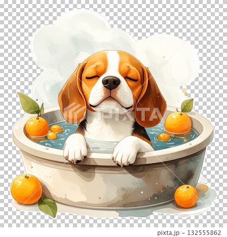 ゆず湯に入ってリラックスするビーグル犬の水彩イラスト（冬至・日本の風習）3／チラシやポスター用素材 132555862