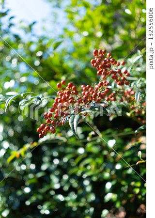 冬の陽射しに輝く南天の赤い実 132556006