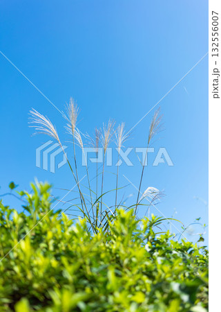 青空に揺れる秋のススキ 132556007