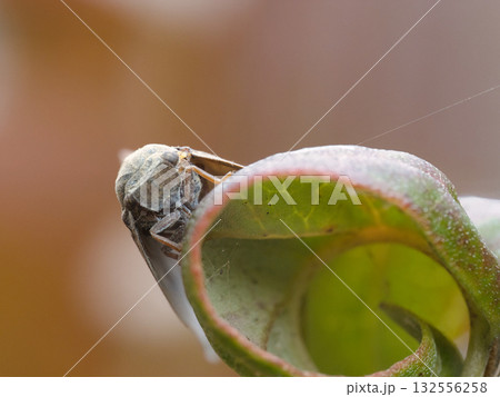 葉に止まるハゴロモ 132556258