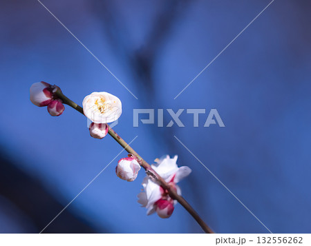 春を告げる梅の花 春を告げる梅の花 132556262