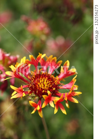 テンニンギクの花 テンニンギクの花 132556273
