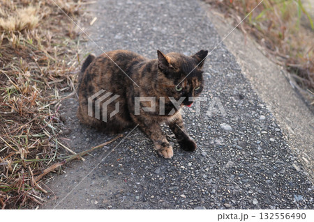 堤防で遊ぶさび猫 堤防で遊ぶさび猫 132556490