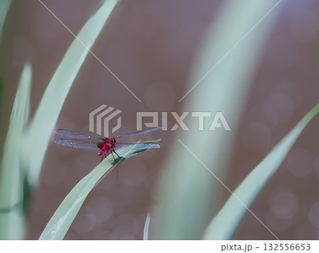 葉に止まる赤とんぼ 132556653