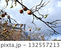 柿のある風景 132557213